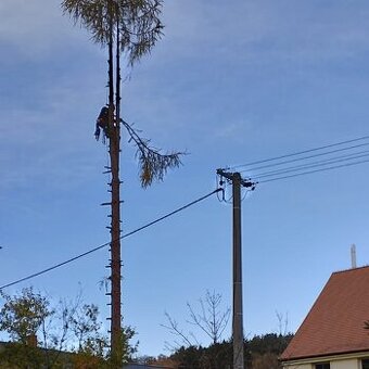 Kácení rizikových stromů - 1