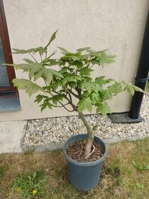Yamadori  bonsai bonsaje javoru
