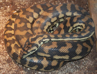 Krajta kobercová - Morelia spilota variegata