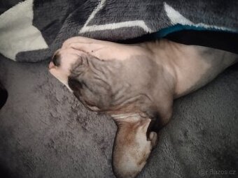 Kanadský sphynx