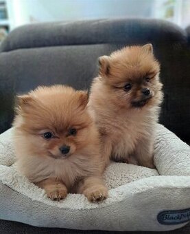 Pomeranian