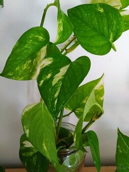 Řízky pothos / epipremnum