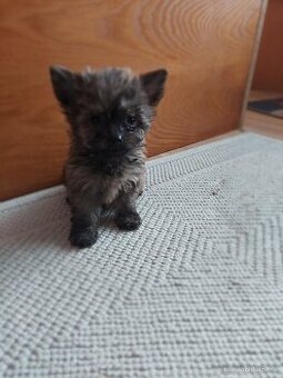 Jorksirsky terier  mini