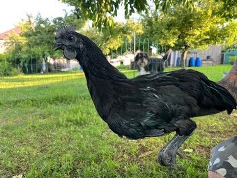 Prodám kohouty Ayam cemani