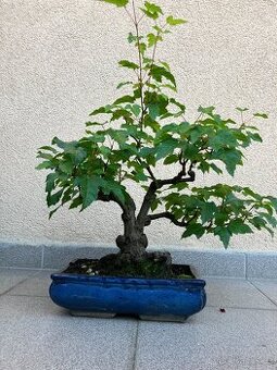 Bonsai, Bonsaj, jamadori, javor ginnala