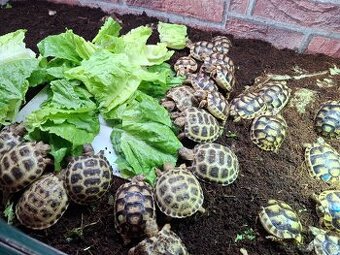 Suchozemská želva Stepní - Testudo horsfieldii