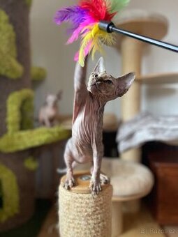 Sphynx koťátka s PP
