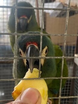 Ara Marakana prodám nebo vyměním