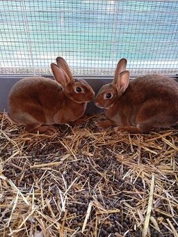 Zakrslý králík Rex zerzavý