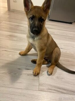 Německý ovčák 2,5 měsíce bez PP