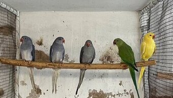 Alexandr malý - různé mutace