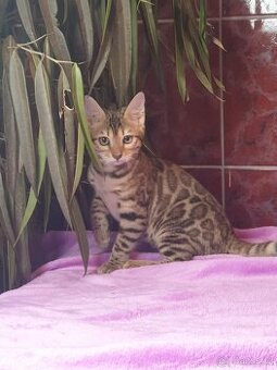 Bengalska kotata po rodičích s pp