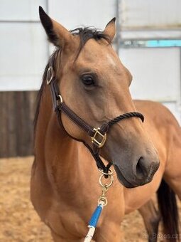 Buckskin klisna Quarter Horse, nominace Euro Futurity