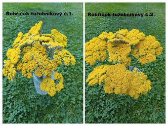 Sušené květiny - Řebříček tužebníkový