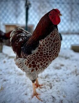 Kohouti wyandotka zdrobnělá