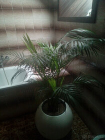 Pokojová rostlina Palma - 1