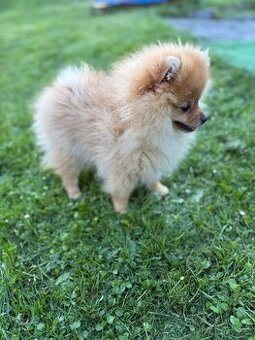 Pomeranian s PP