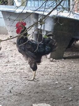 Daruji loňského kohouta(zamluvené do neděle 8.6.2025)