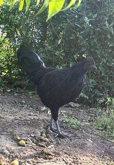Kohout  Ayam Cemani