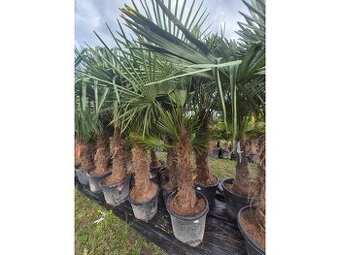 Trachycarpus fortunei – mrazuvzdorná palma 80/100