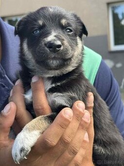 Husky s ovčákem