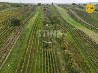 Prodej pozemků - vinohrad, 2286 m2, Čejkovice, 133578