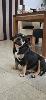 American Bully Pocket - Standart fenka