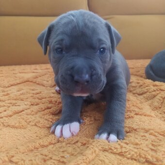 Americký stafordšírský teriér