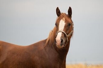 AQH TOP klisna po PG Gunpowder