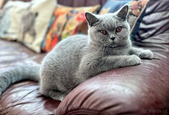 Britská modrá krátkosrstá kočička s PP (FIFe)