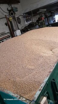 Prodám krmnou pšenici