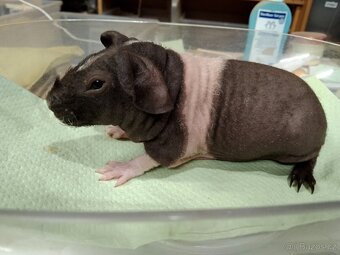 Morče skinny, samička s PP