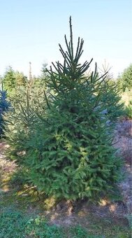 Vánoční stromek smrk