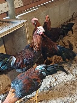 Kohout 🐓 Vlaška koroptví