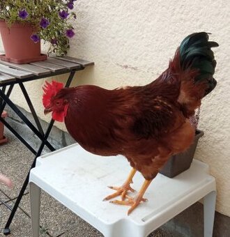 Letošní kohouti (rezervace do 23. 12.)