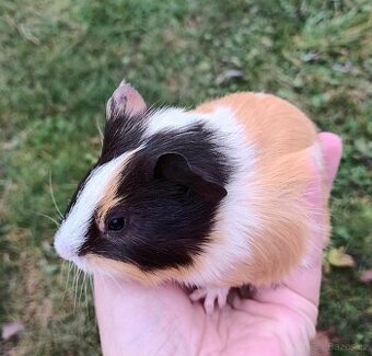 Morčátko -samička