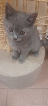 K prodeji kotě - kartouzská kočička