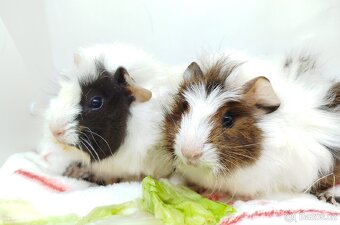 Morče , Morčata, Morčátko, Morčátka - GIGI A GINA