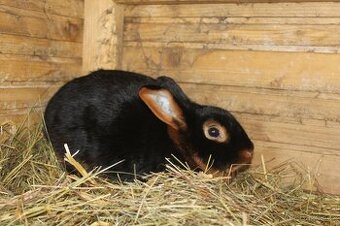 Tříslový černý králík