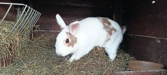 Zakrslý králíčci