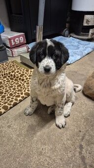 Psa středo Asiat pastevecky