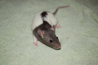 Potkan, potkani, potkánek - fuzz, standard okr. Kolín