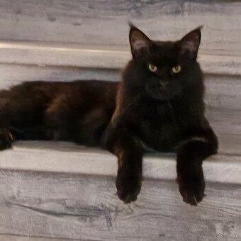 Mainská mývalí krytí