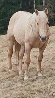 Prodám hřebce QH nebo vymenim