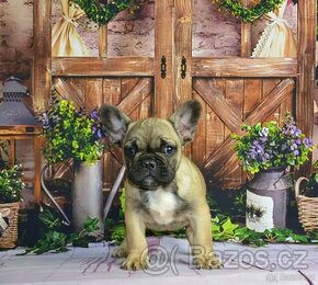 Francouzsky buldoček/ French bulldog