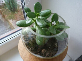 Tlustice - crassula ovata - pokojová rostlina 2