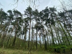 Lesní pozemek Týnišťko