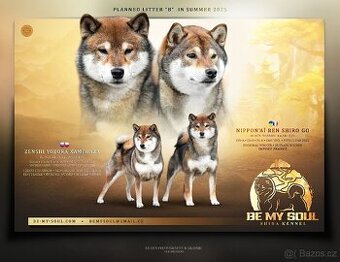 SHIBA štěňata k rezervaci