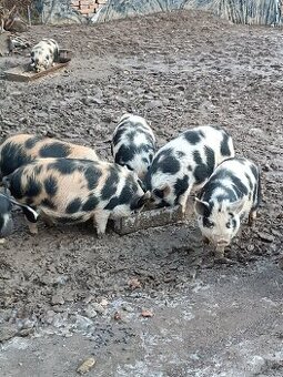 Prodej jatečních prasat kune kune