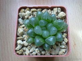 Haworthia Cooperi var. obtusa ( sukulent ) - 1
